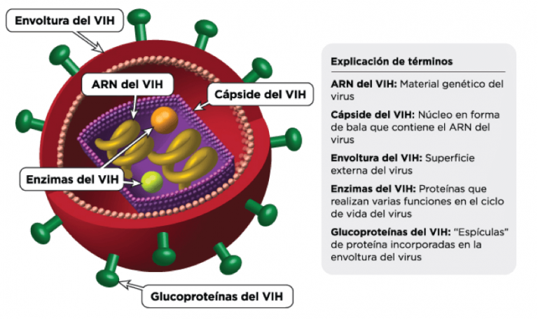 Esquema con las partes que componen el virus del SIDA.
